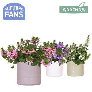 Scaevola mix in Pastel pot mix