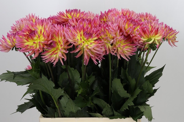 <h4>Dahlia Karma Sangria</h4>