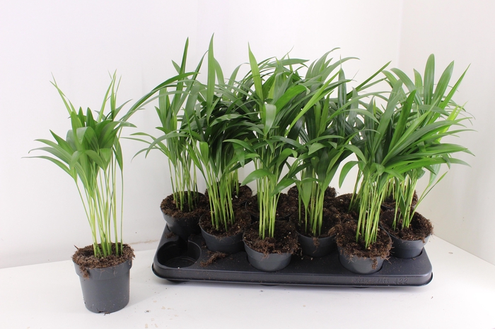 <h4>DYPSIS LUTESCENS</h4>