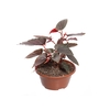 BEGONIA BENIGO PINK C21