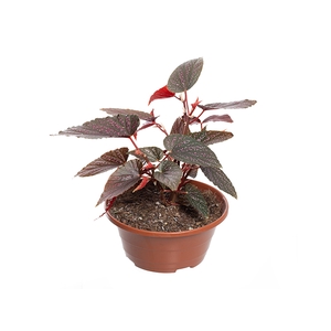 BEGONIA BENIGO PINK C21