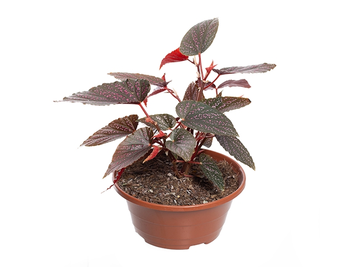 <h4>BEGONIA BENIGO PINK C21</h4>