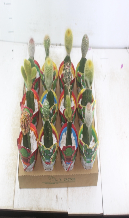 <h4>CACTUS ENXERTADO P10</h4>