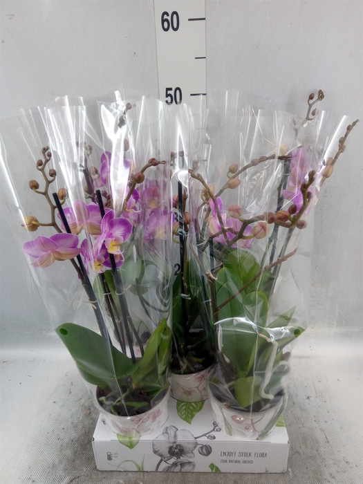 <h4>Phalaenopsis   ...rose</h4>