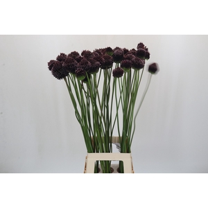 Allium Forelock