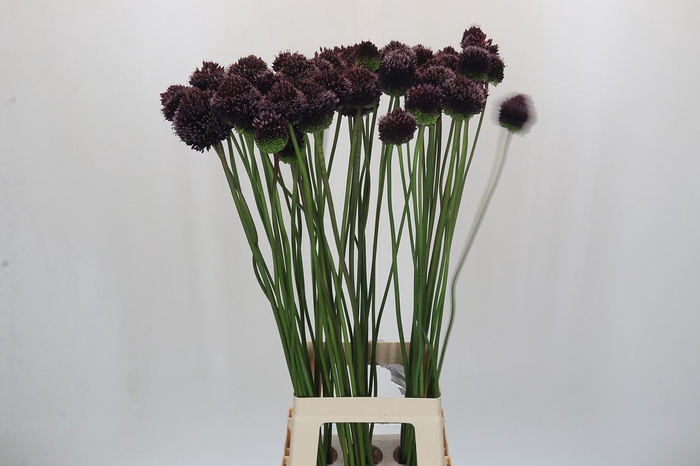 <h4>Allium Forelock</h4>