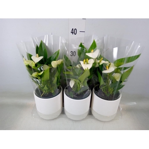Anthurium  'Karma White'