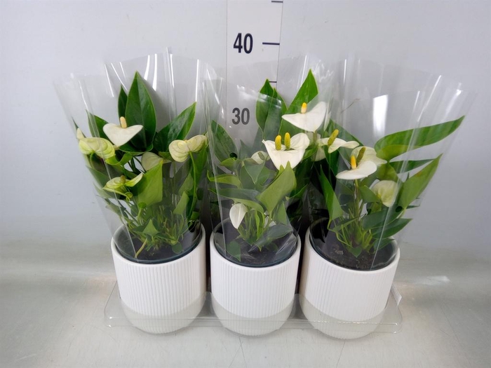 <h4>Anthurium  'Karma White'</h4>