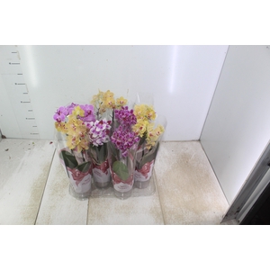 PHALAENOPSIS MINI P09 2 HT