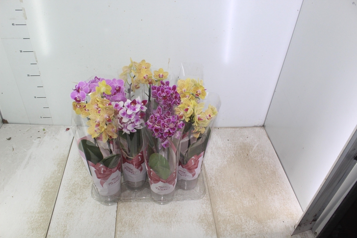 <h4>PHALAENOPSIS MINI P09 2 HT</h4>