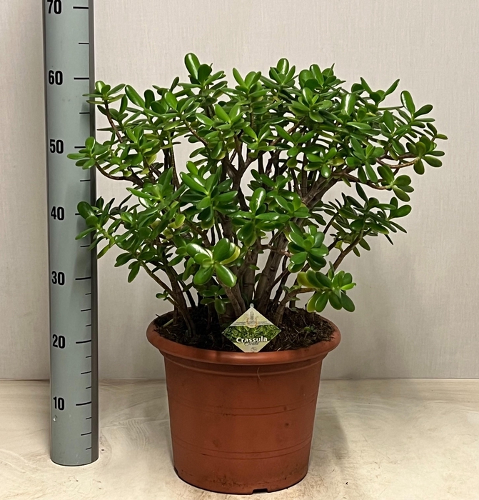 <h4>CRASS OVATA</h4>