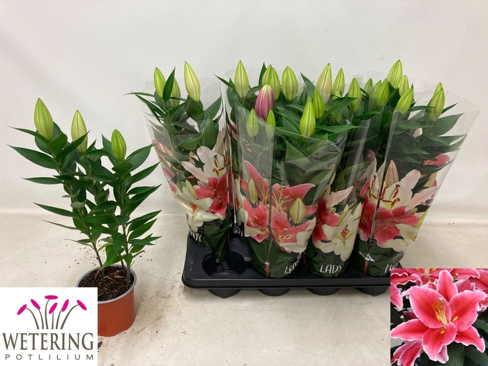 <h4>LIL OR AFTER EIGHT</h4>