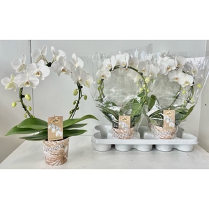 Phalaenopsis Duetto white boog 12Ø 45cm 2st 16fl