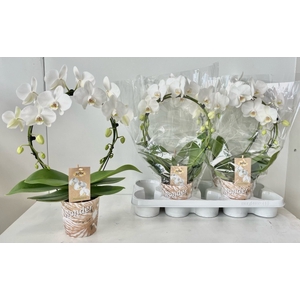 Phalaenopsis Duetto white boog 12Ø 45cm 2st 20fl