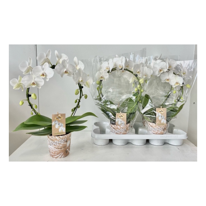 <h4>Phalaenopsis Duetto white boog 12Ø 45cm 2st 16fl</h4>
