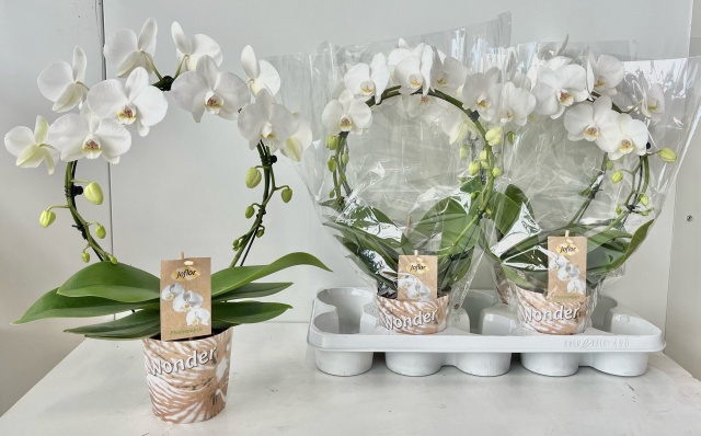 Phalaenopsis Duetto white boog 12Ø 45cm 2st 20fl