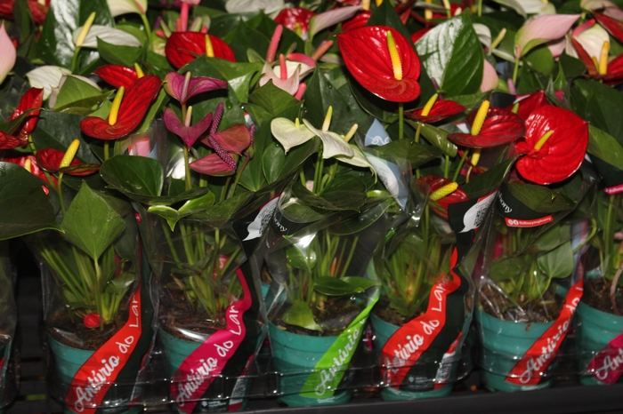 <h4>ANTHURIUM VARIADO P09</h4>