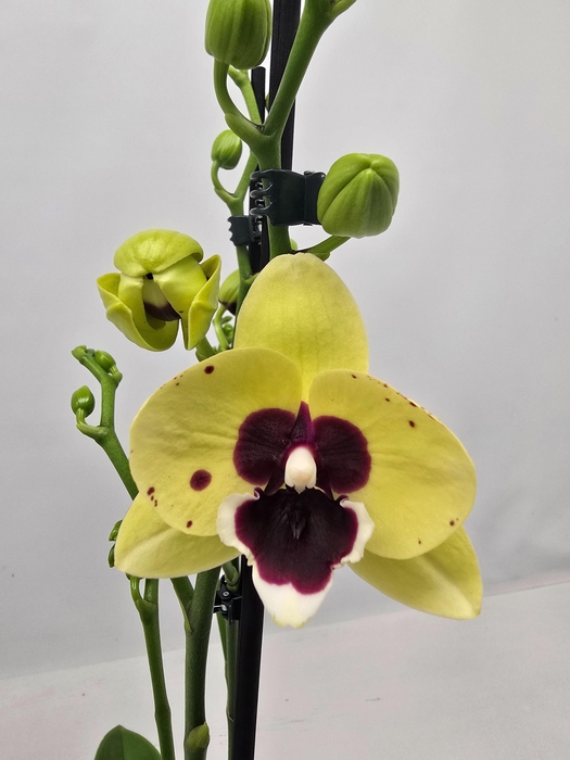 <h4>Limited 46 week 18</h4>