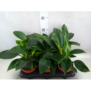 Philodendron  'Green Princess'