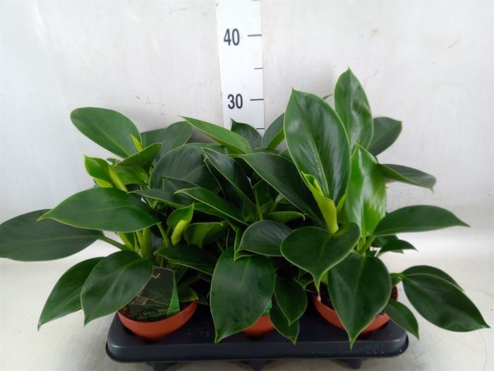 <h4>Philodendron  'Green Princess'</h4>