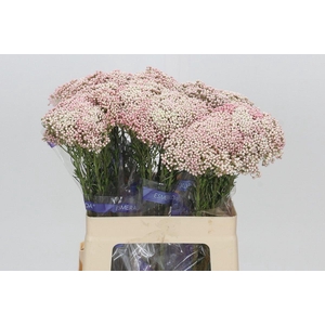 Ozothamnus Cooks Tall Pink