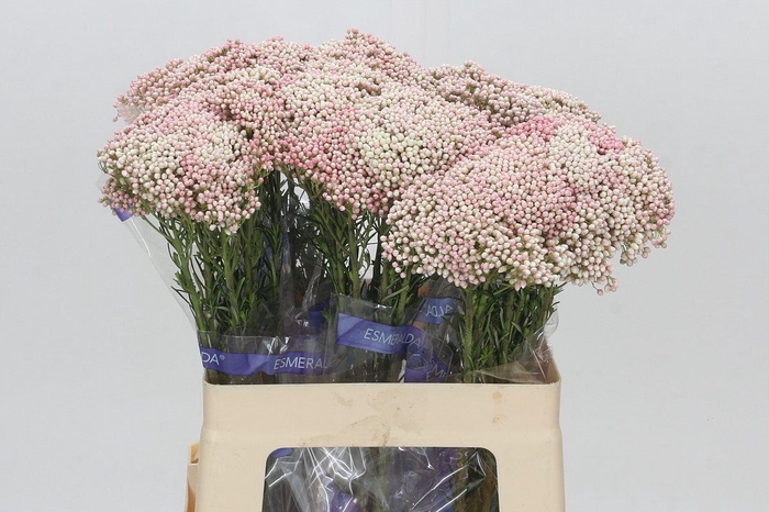 Ozothamnus Cooks Tall Pink