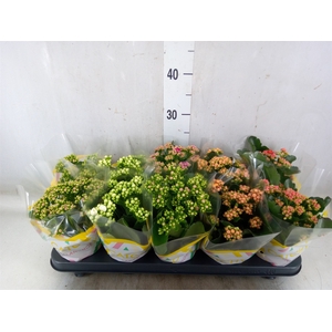 Kalanchoe blos.   ..rosebud mix  5
