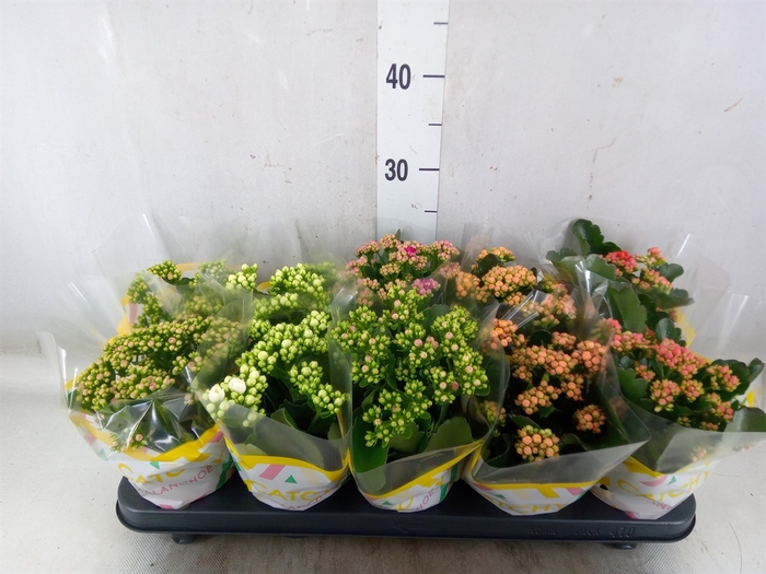 <h4>Kalanchoe blos.   ..rosebud mix  5</h4>