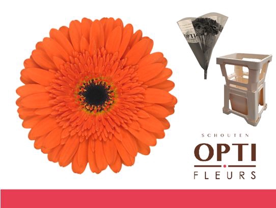 <h4>Gerbera Candela Water / Hoes</h4>