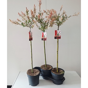 !! PROMO !! SALIX IN FLAMINGO P19 100CM