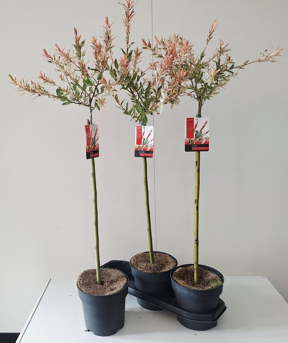 <h4>!! PROMO !! SALIX IN FLAMINGO P19 100CM</h4>