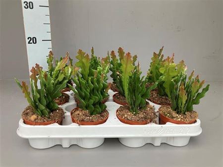 <h4>Epiphyllum Anguliger</h4>