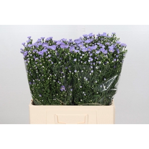 Aster Cassandra