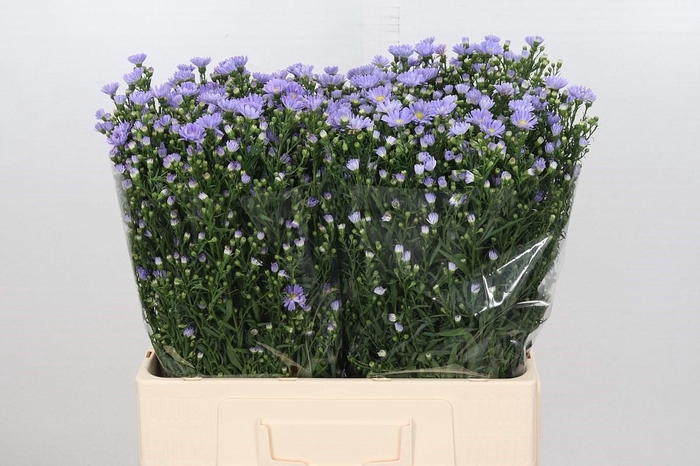 <h4>Aster Cassandra</h4>