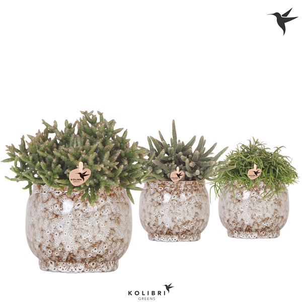 <h4>Kolibri Greens Rhipsalis mix in Safari pot</h4>