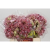 Blushing Bride Pink 2/5 Flowers