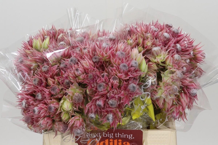 <h4>Blushing Bride Pink 2/5 Flowers</h4>