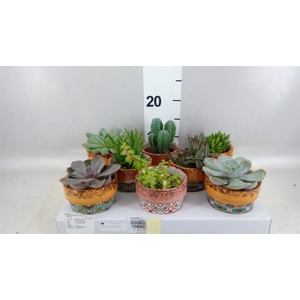 Succulents   ...