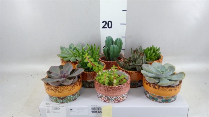 <h4>Succulents   ...</h4>