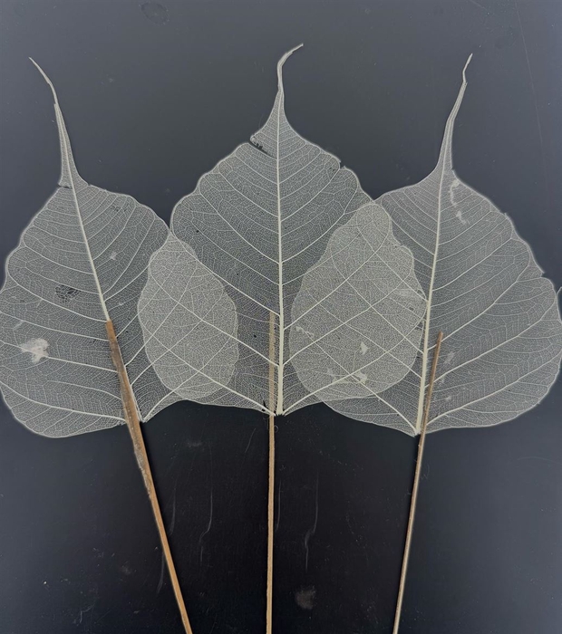 <h4>Skeleton Leaves Per Stem</h4>