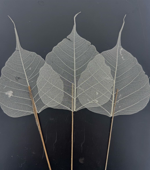 Skeleton Leaves Per Stem