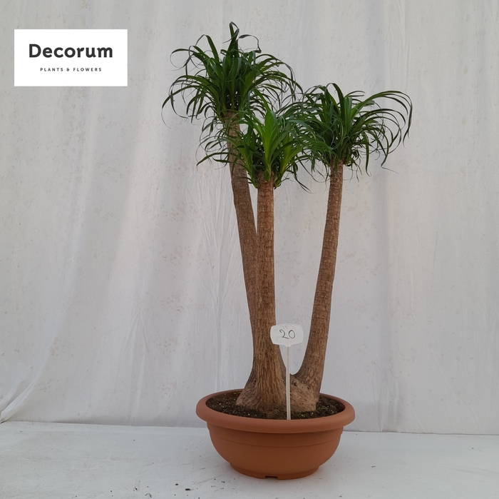 <h4>Beaucarnea vertakt op nummer 20</h4>