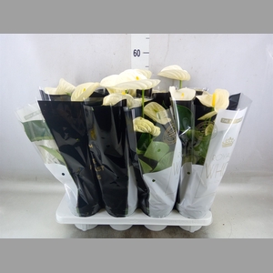 Anthurium andr. 'Alpine'