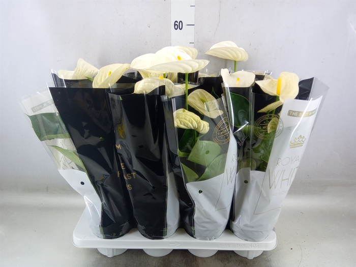 <h4>Anthurium andr. 'Alpine'</h4>