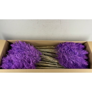 DF Pampas 115cm Milka