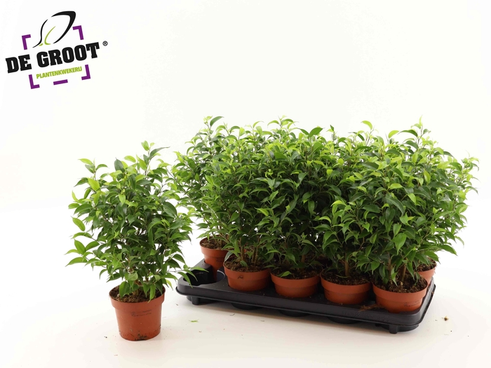 <h4>FIC BE NATASJA</h4>