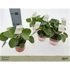 Pilea Peperomioides