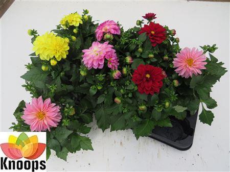 <h4>Dahlia Gemengd</h4>