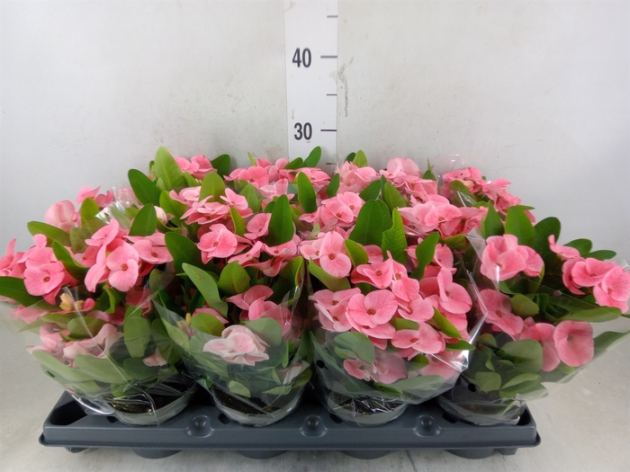 <h4>Euphorbia milii   ...</h4>