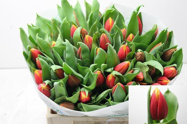 <h4>TU EN RUSSIA</h4>